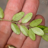 Wilson's Honeysuckle